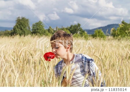 Boy in wheat field Boy in wheat field 11835014