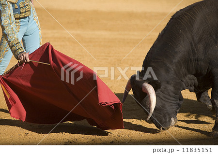 Bullfighter with the Cape in the Bullfight, Spain 11835151