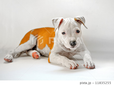 American Staffordshire 11835255