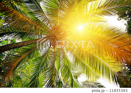 sunlight through the leaves of palm trees 11835363
