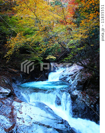 西沢渓谷　三重の滝の紅葉 11835551