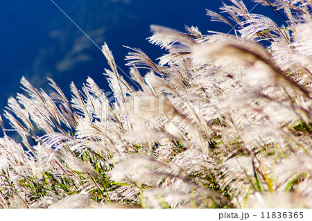 秋風 秋風 11836365