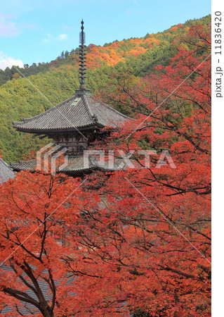 壺阪寺紅葉 壺阪寺紅葉 11836420