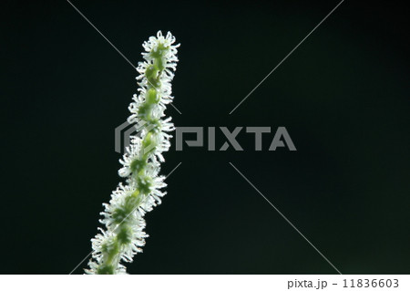 自然　植物　ヤブマオ、開花した穂がきれいです。木綿が普及する前の代表的な繊維の原料だったそうです 11836603