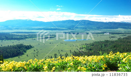 ジャクソンホールの大草原 11836735