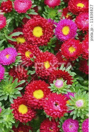 エゾギク エゾギク 11836827