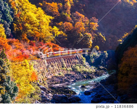 紅葉のトロッコ列車 11836886