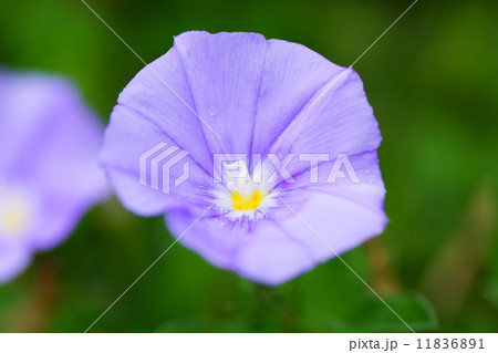 コンボルブルス・サバティウス、ブルーコンパクタ、ヒルガオ科、地中海沿岸 コンボルブルス・サバティウス、ブルーコンパクタ、ヒルガオ科、地中海沿岸 11836891