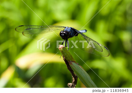 シオカラトンボ、Orthetrum albistylum speciosum (subspecies of white-tailed skimmer) 11836945