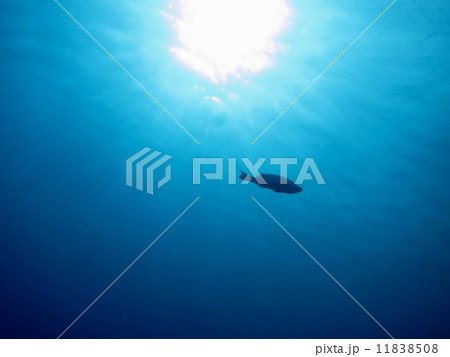 水中から見た太陽 11838508