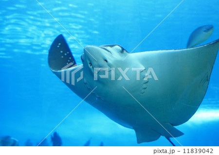 beautiful stingray 11839042