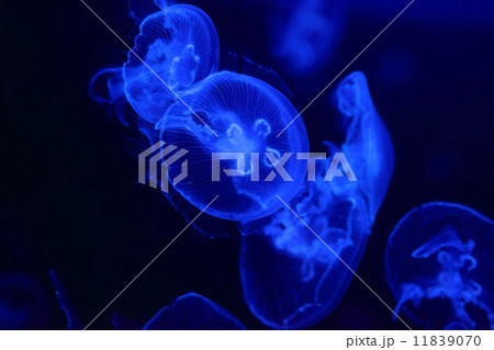 blue jellyfish 11839070