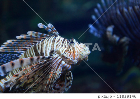Lion Fish Lion Fish 11839146