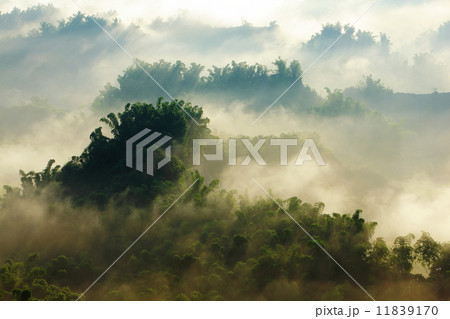 morning mist with bamboo and hill 11839170
