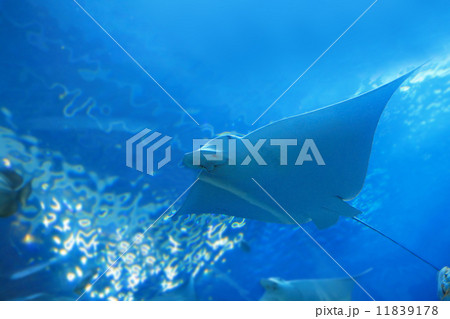 beautiful stingray 11839178