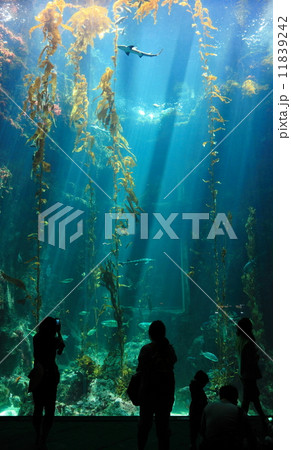 beautiful ocean view and silhouette of tourists 11839242