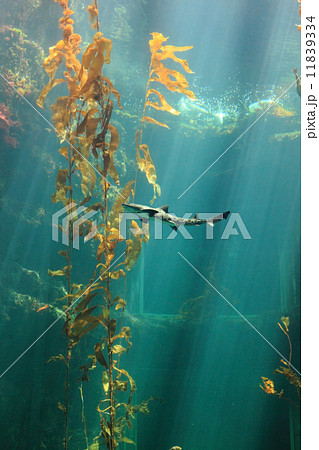 Small shark in the ocean Small shark in the ocean 11839334