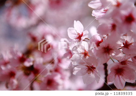 Beautiful pink cherry blossom shot in japan 11839335