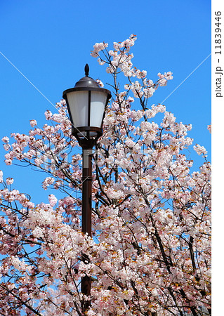 charming cherry blossoms with street light charming cherry blossoms with street light 11839446