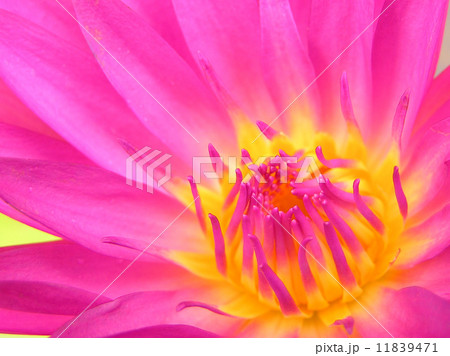 beautiful lotus beautiful lotus 11839471