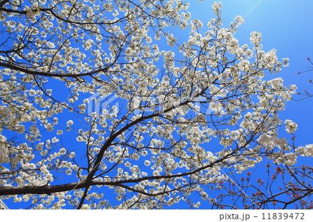 white cherry blossom white cherry blossom 11839472