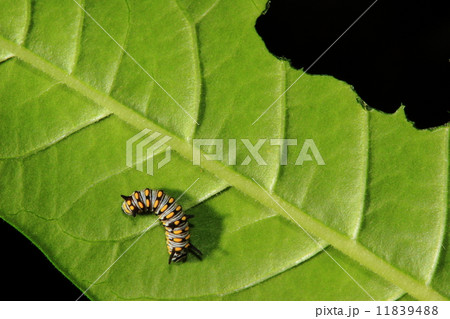 cute Caterpillar 11839488
