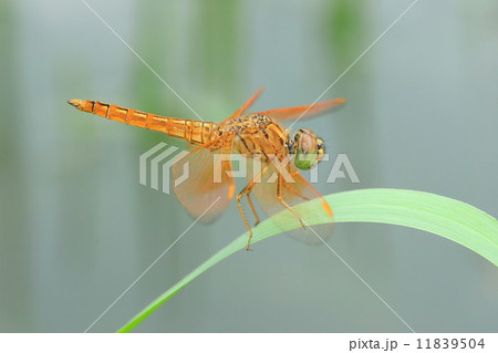golden dragonfly close up 11839504