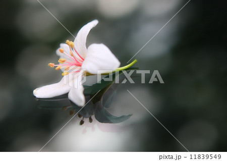 beautiful tung flowers beautiful tung flowers 11839549
