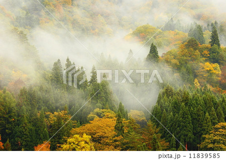amazing morning mist in the forest and mountain amazing morning mist in the forest and mountain 11839585