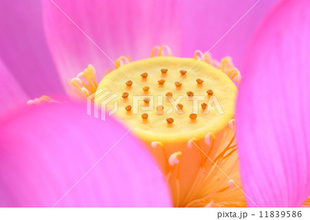 close look of beautiful lotus close look of beautiful lotus 11839586