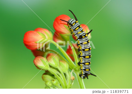 cute caterpillar cute caterpillar 11839771