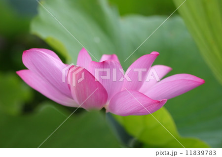 beautiful lotus beautiful lotus 11839783
