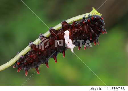 cute black caterpillar cute black caterpillar 11839788
