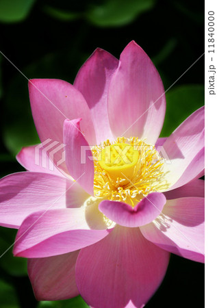 ハスの花 11840000