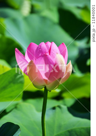 ハスの花 ハスの花 11840001
