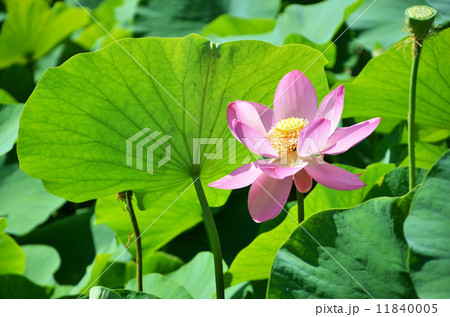 井戸尻遺跡の古代ハス 11840005