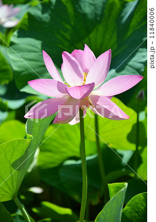 井戸尻遺跡の古代ハス 11840006