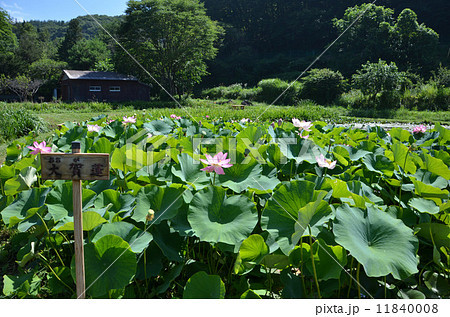 井戸尻遺跡の古代ハス 11840008