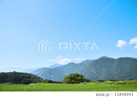 夏の田んぼ風景 11840041