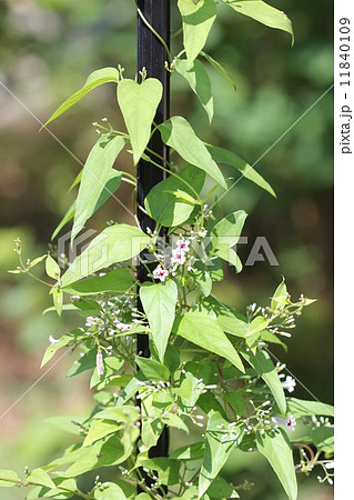 ヘクソカズラの花０１ 11840109