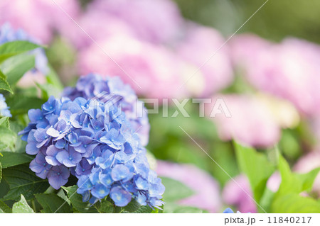 アジサイの花 11840217