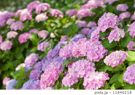 アジサイの花 アジサイの花 11840218