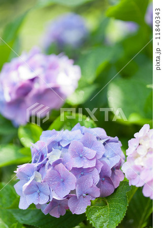 アジサイの花 アジサイの花 11840343