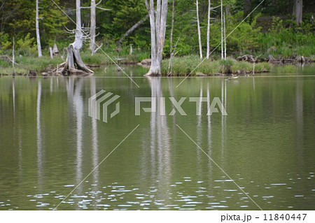新緑の湖畔 新緑の湖畔 11840447