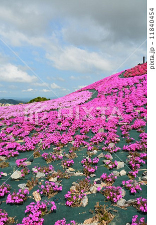 茶臼山高原の春　芝桜の丘 11840454