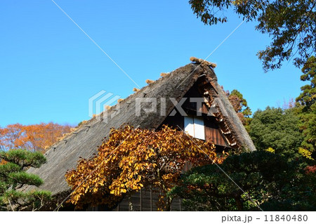 秋の東山植物園 11840480