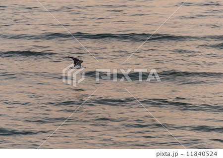 海の上を飛ぶカモメ　自然風景の写真素材 11840524