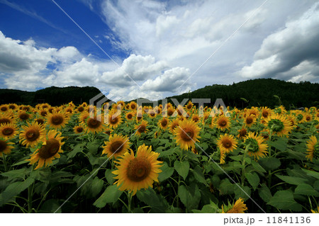 ひまわり畑904 11841136