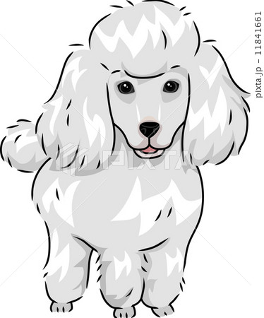 Poodle 11841661