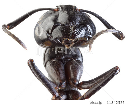 Black Garden Ant Cutout Black Garden Ant Cutout 11842525